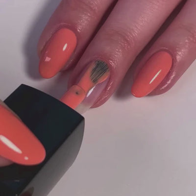 Paloma (Professional)