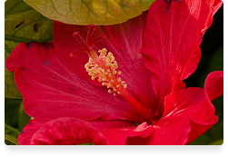 Hibiscus Extract